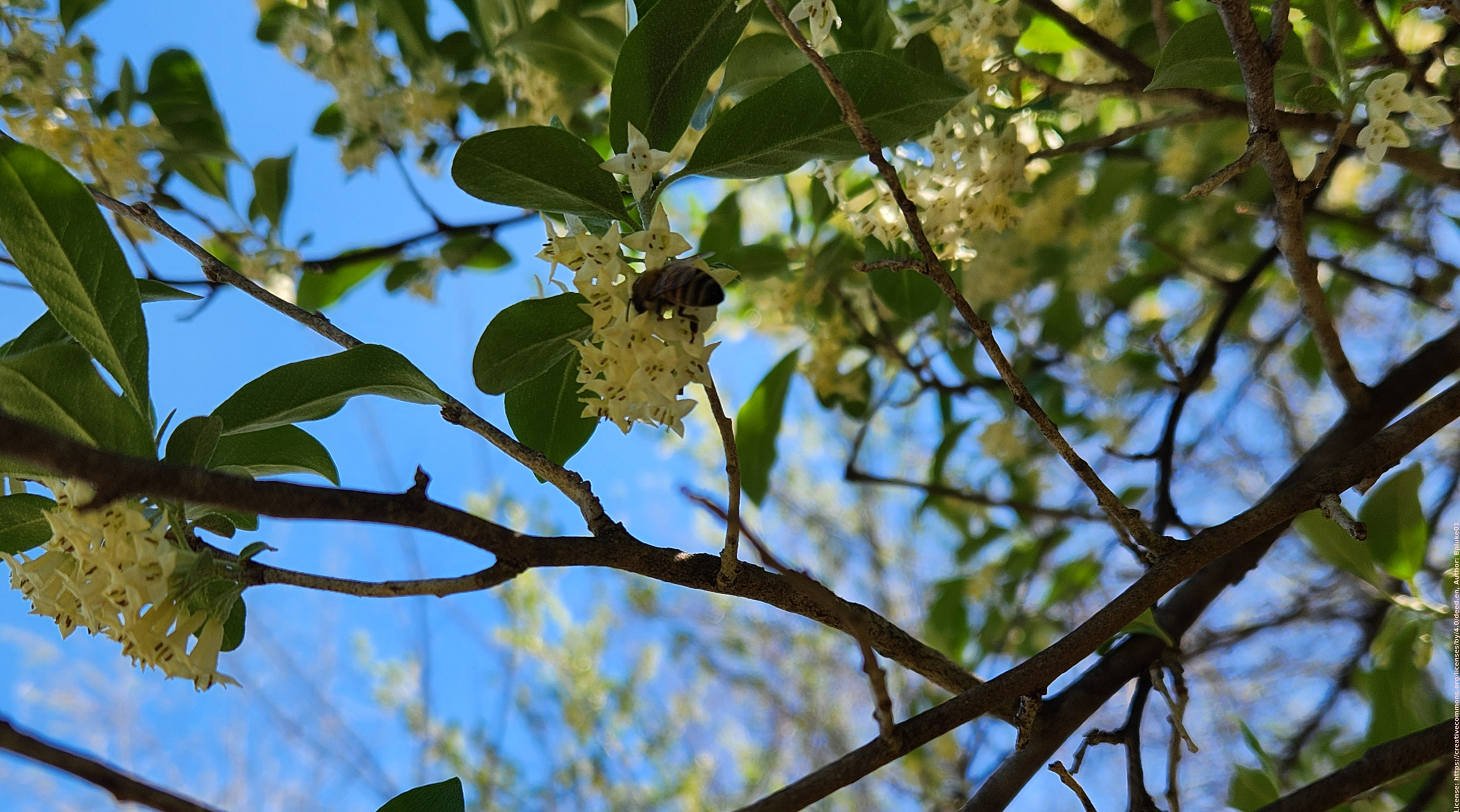 Flowers and Bee Bee